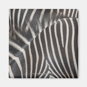 Zebras Magneet