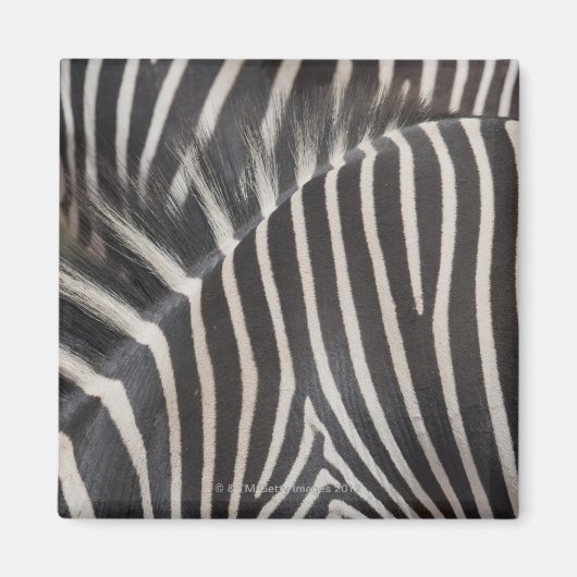 Zebras Magneet (Voorkant)