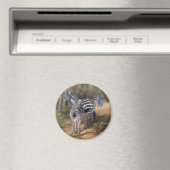 Zebras Magnet (Insitu (Vaatwasser))