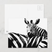 Zebras Modern Black&White Pop Art Afbeelding Sjabl Briefkaart (Voorkant / Achterkant)
