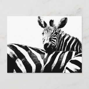 Zebras Modern Black&White Pop Art Afbeelding Sjabl Briefkaart
