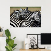 Zebras pakken samen in een veld poster (Thuiskantoor)