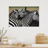 Zebras pakken samen in een veld poster (Keuken)