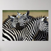 Zebras pakken samen in een veld poster (Voorkant)