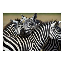 Zebras pakken samen in een veld