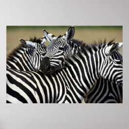 Zebras pakken samen in een veld poster