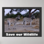 Zebras Photo Save Our Wildlife Poster (Voorkant)