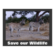 Zebras Photo Save Our Wildlife Poster