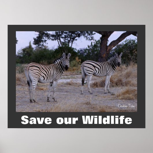 Zebras Photo Save Our Wildlife Poster (Voorkant)