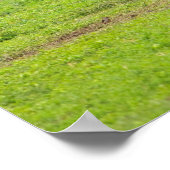 Zebras Poster (Hoek)