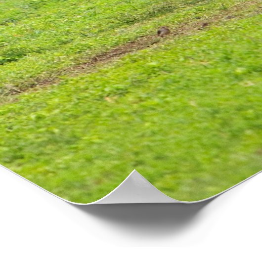 Zebras Poster (Hoek)