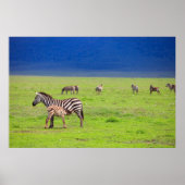 Zebras Poster (Voorkant)