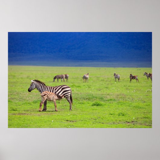 Zebras Poster (Voorkant)