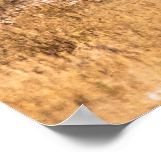 ZEBRAS POSTER (Hoek)