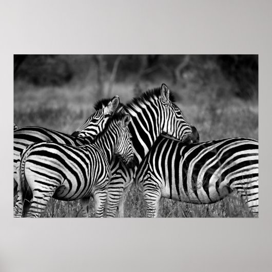 Zebras Poster (Voorkant)
