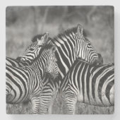 Zebras Stenen Onderzetter (Voorkant)