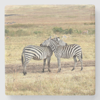 Zebra's tonen genegenheid, de Serengeti. Stenen Onderzetter