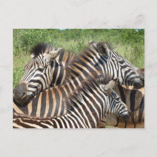 Zebras Zuid-Afrika Briefkaart