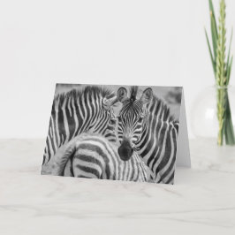 Zebras, Zuid-Afrika Feestdagen Kaart