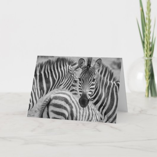 Zebras, Zuid-Afrika Feestdagen Kaart (Voorkant)