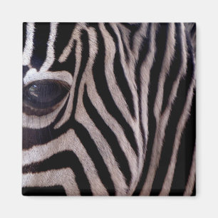 Zebrastrepen Magneet