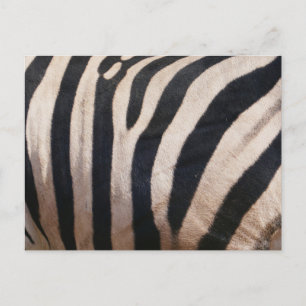 Zebrastrepen Zwart en Wit Briefkaart