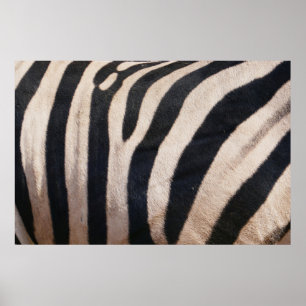 Zebrastrepen Zwart en Wit Poster