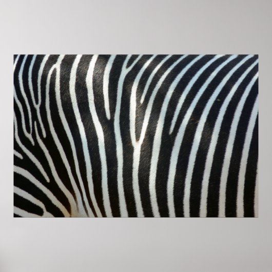 Zebrastripes 1 poster (Voorkant)