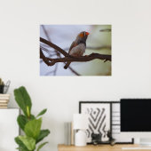 Zebravink Poster (Thuiskantoor)