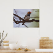 Zebravink Poster (Keuken)