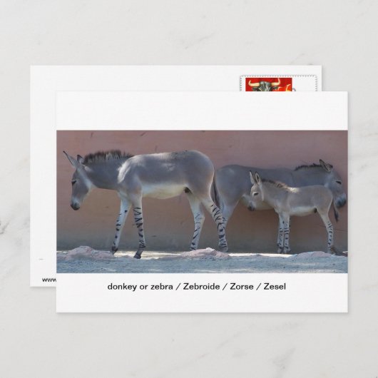 Zebroide Briefkaart (Voorkant / Achterkant)