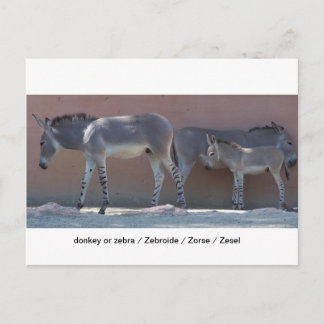 Zebroide Briefkaart
