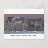 Zebroide Briefkaart (Voorkant)