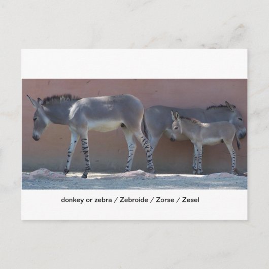 Zebroide Briefkaart (Voorkant)