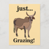 Zebu Rundvee Koe Dier Briefkaart (Voorkant)