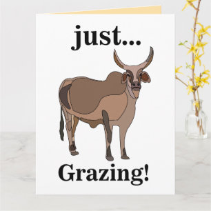 Zebu Rundvee Koe Dier Kaart