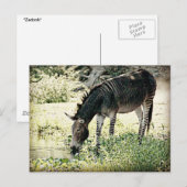 "Zedonk" Briefkaart (Voorkant / Achterkant)