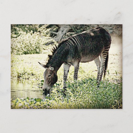 "Zedonk" Briefkaart (Voorkant)