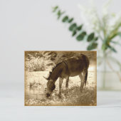 "Zedonk" Briefkaart (Staand voorkant)