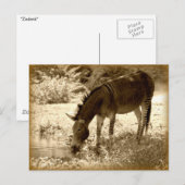 "Zedonk" Briefkaart (Voorkant / Achterkant)