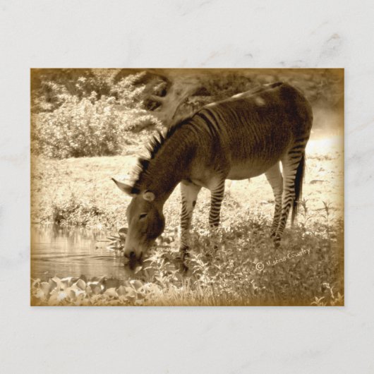 "Zedonk" Briefkaart (Voorkant)