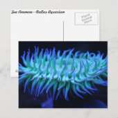 Zee Anemone # 1 Briefkaart (Voorkant / Achterkant)