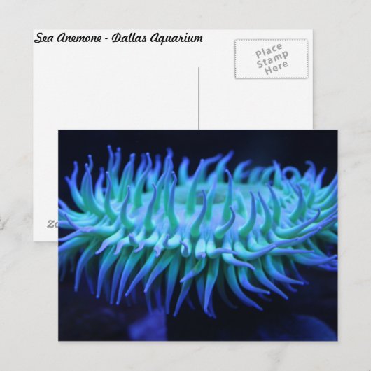 Zee Anemone # 1 Briefkaart (Voorkant / Achterkant)