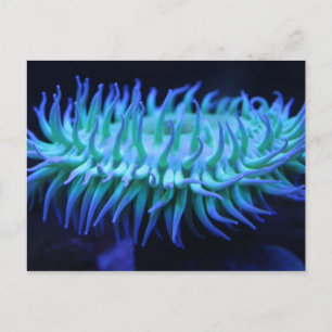 Zee Anemone # 1 Briefkaart
