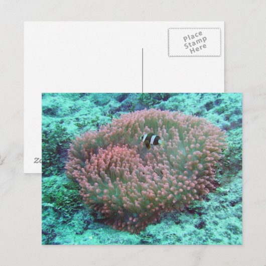 Zee Anemone Briefkaart (Voorkant / Achterkant)