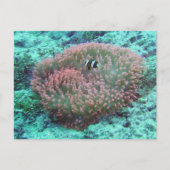 Zee Anemone Briefkaart (Voorkant)