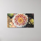 Zee Anemone Canvas Afdruk (Voorkant)