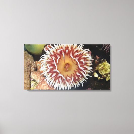 Zee Anemone Canvas Afdruk (Voorkant)