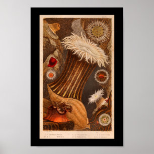 Zee Anemone Color Marine Life Print