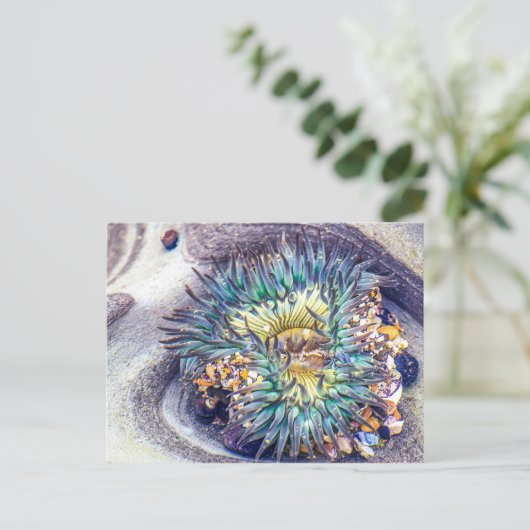 Zee Anemone in het water Briefkaart (Staand voorkant)